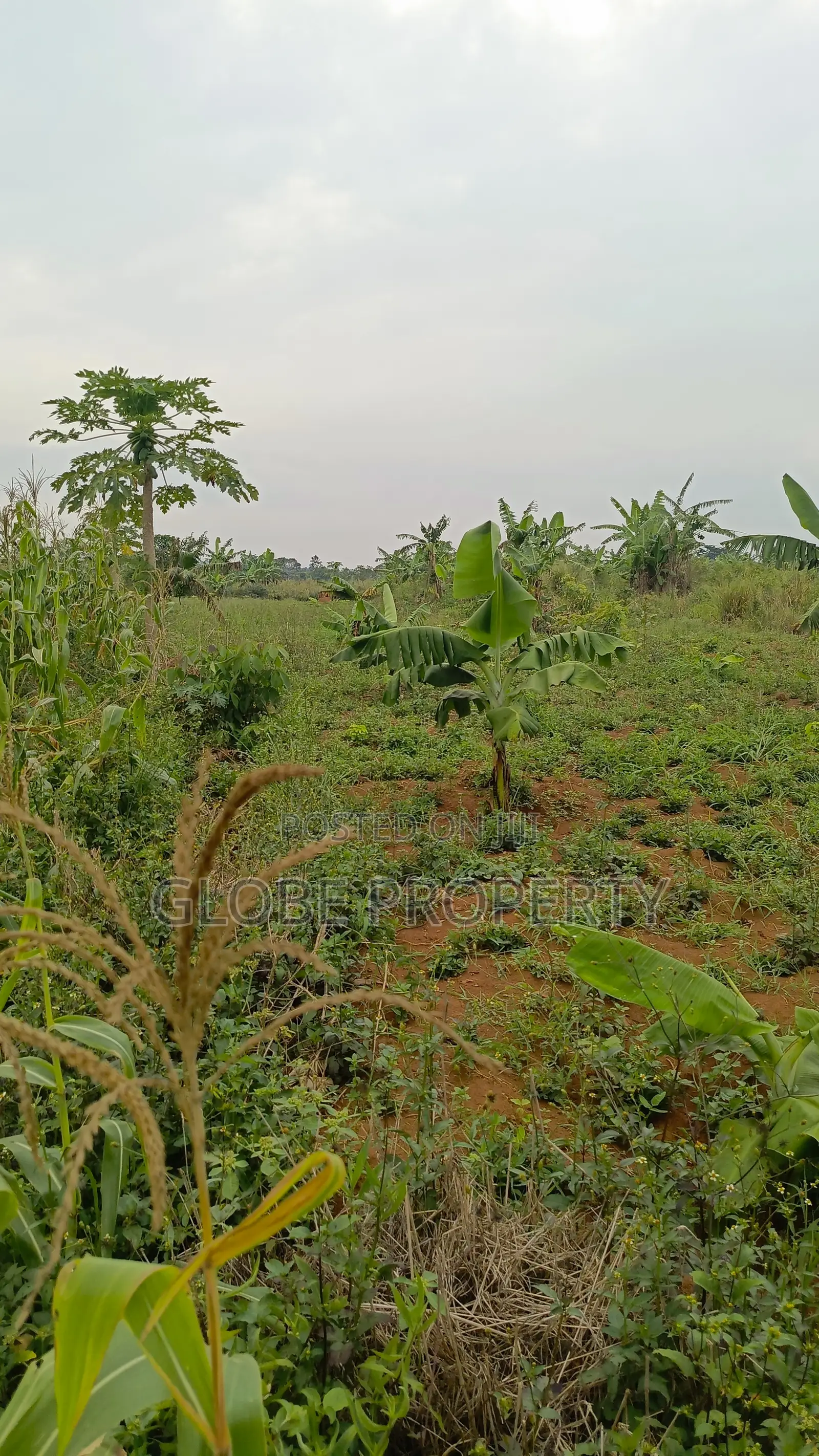 50x100 Plot for Sale in Budugala Near Nyenje at Only Ugx 27m in Nagojje