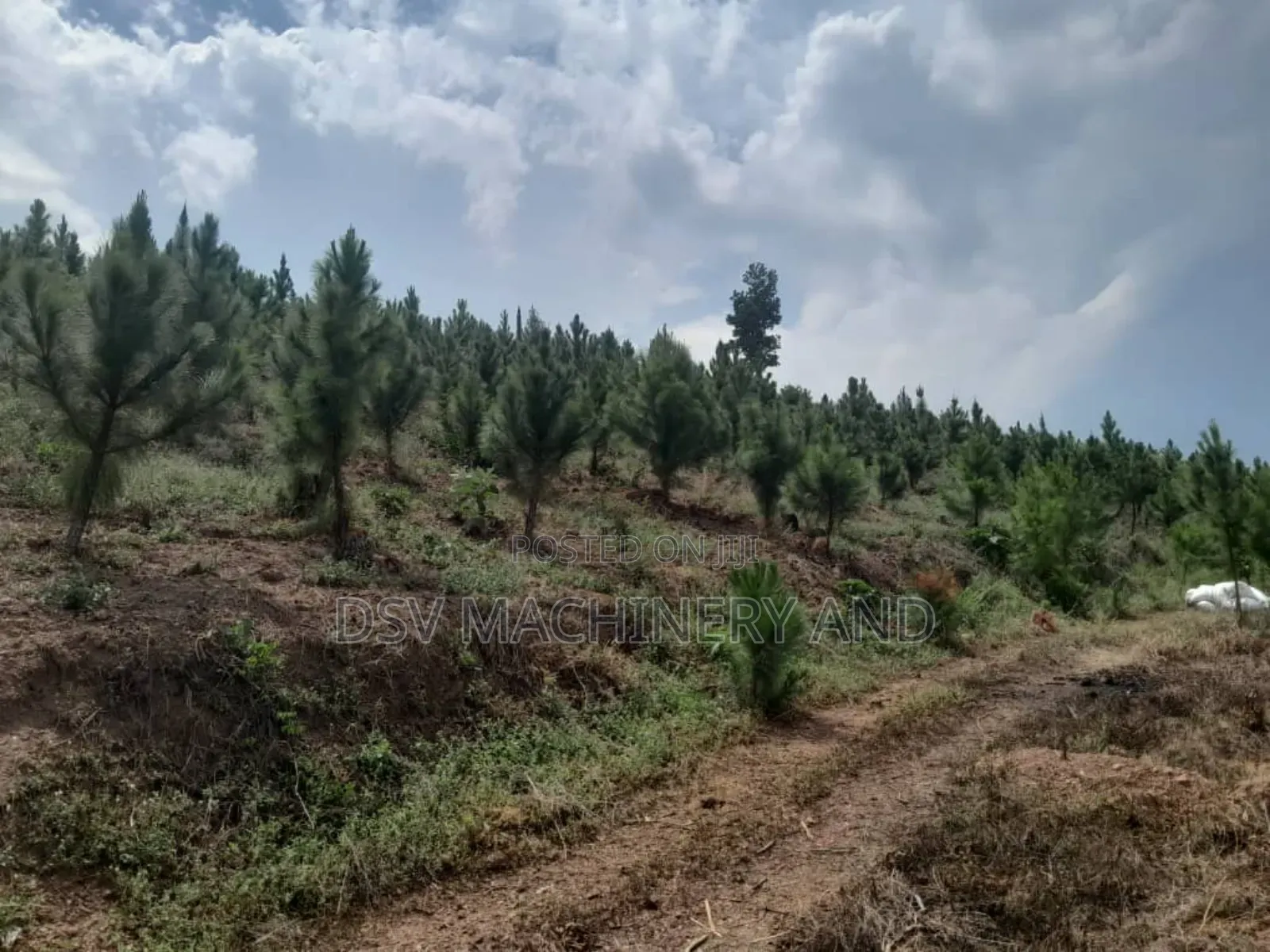13 Acres of Land With Pine and Necessary Services in Rubaga