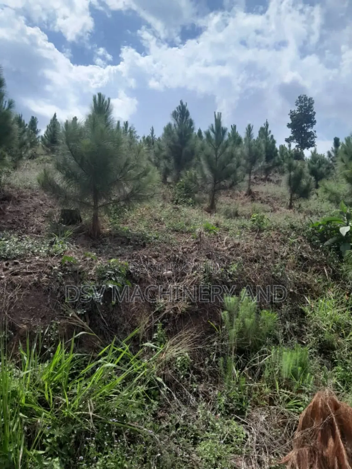 13 Acres of Land With Pine and Necessary Services in Rubaga