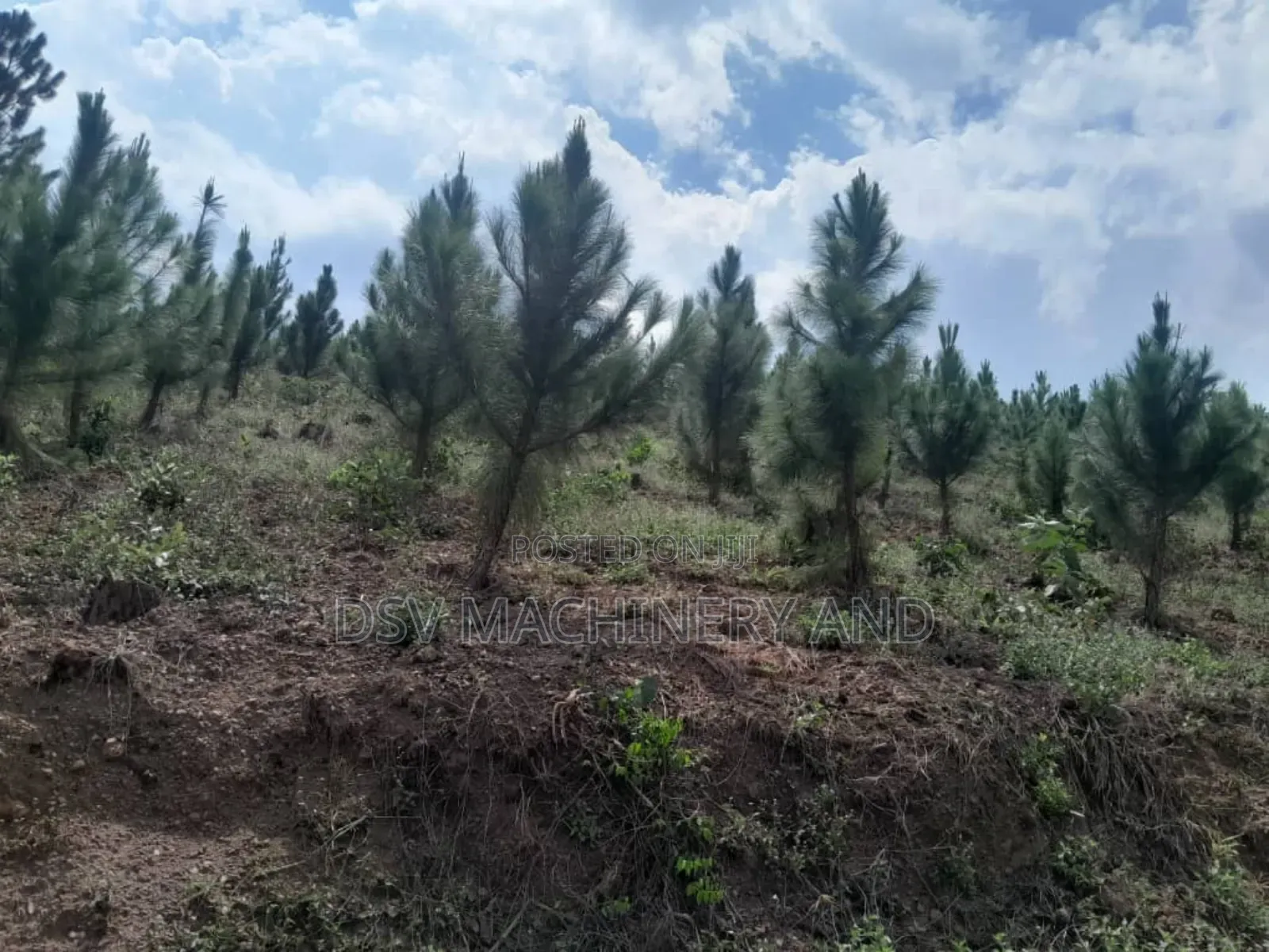 13 Acres of Land With Pine and Necessary Services in Rubaga