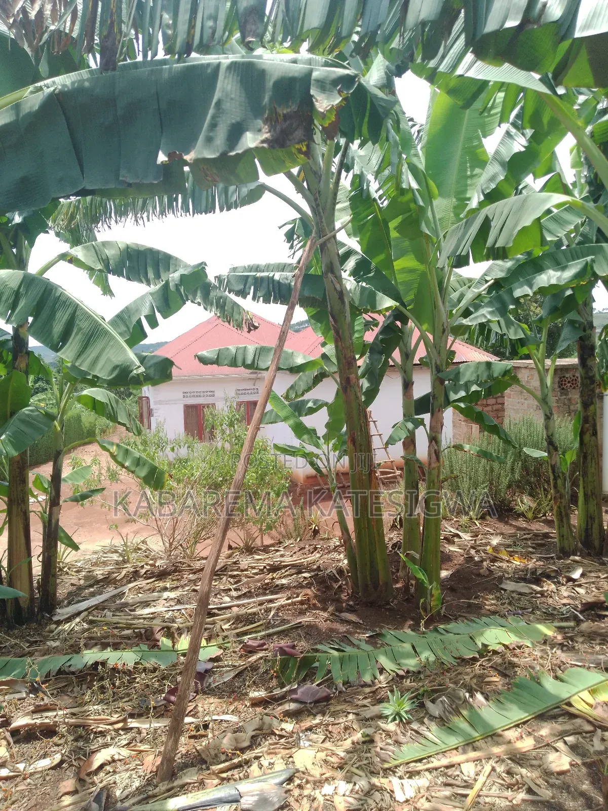 3bdrm House in Private Owned, Ssisa for sale in Ssisa