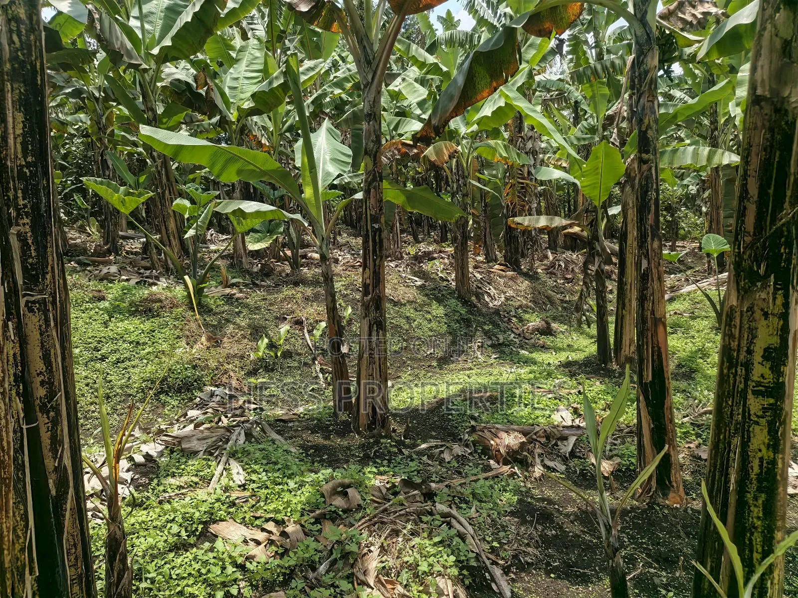 Commercial Plot in Kagote Fortportal City in Kabalore