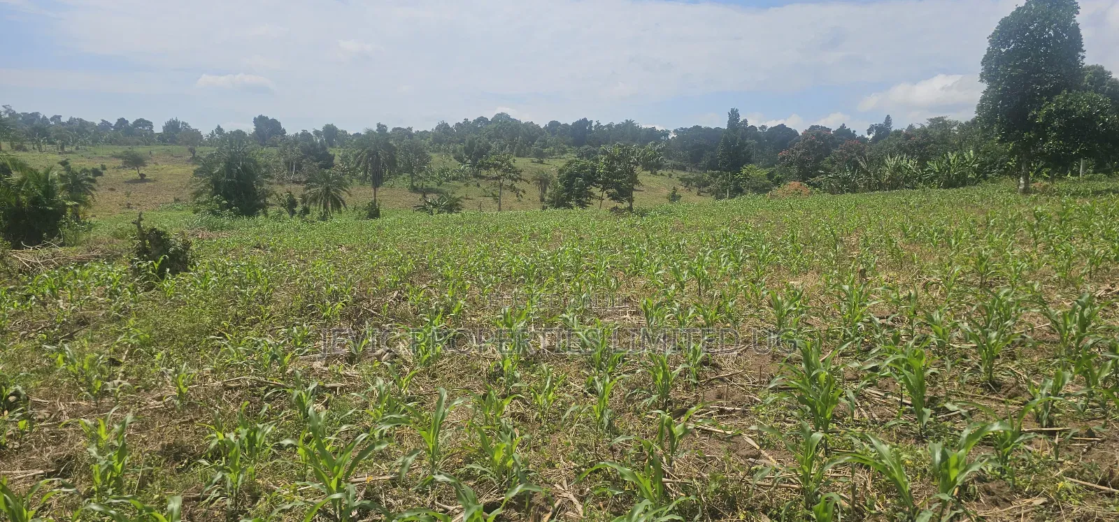 20 Acres on Flash Sale at Kanyanda -Semuto Road in Makulubita