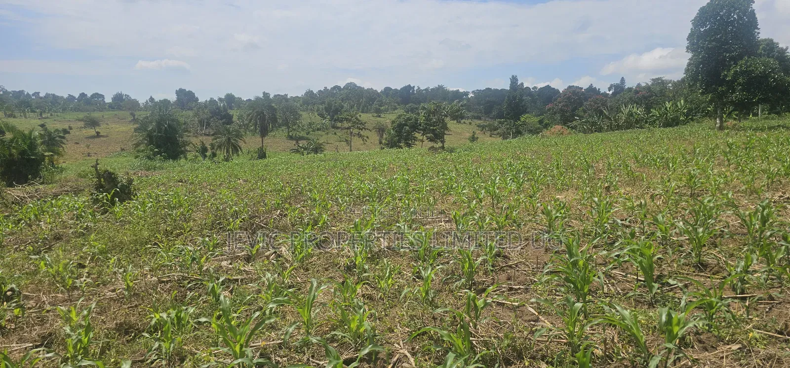 20 Acres on Flash Sale at Kanyanda -Semuto Road in Makulubita