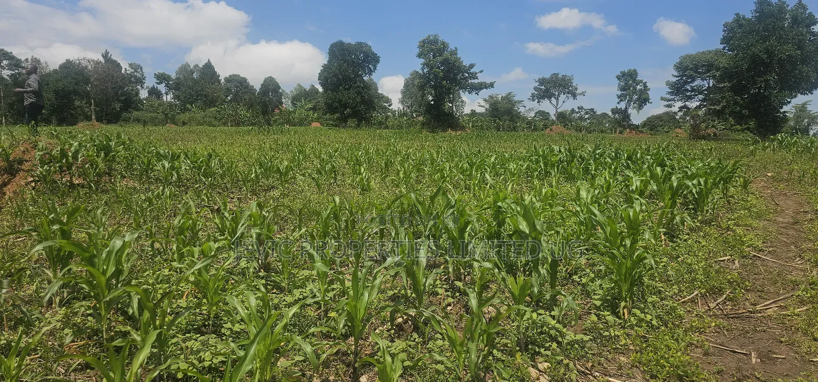 20 Acres on Flash Sale at Kanyanda -Semuto Road in Makulubita
