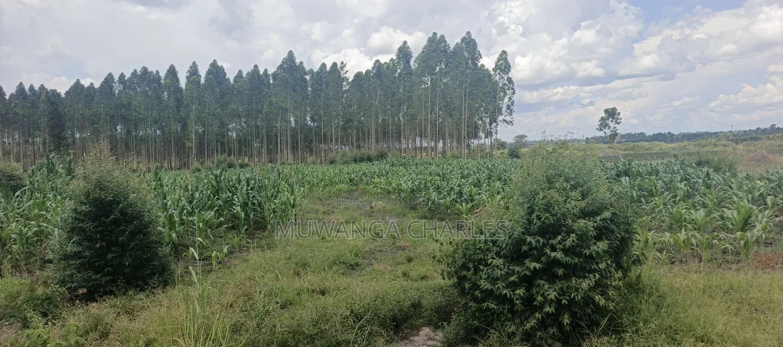 40acres on Sale in Busika in Luwero / Luwero