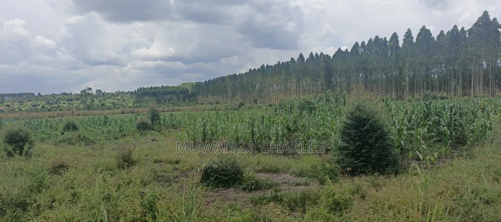 40acres on Sale in Busika in Luwero / Luwero