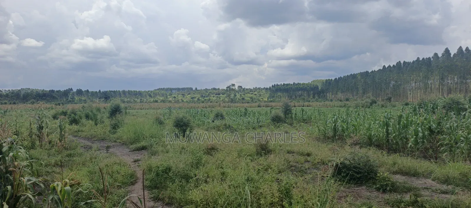 40acres on Sale in Busika in Luwero / Luwero