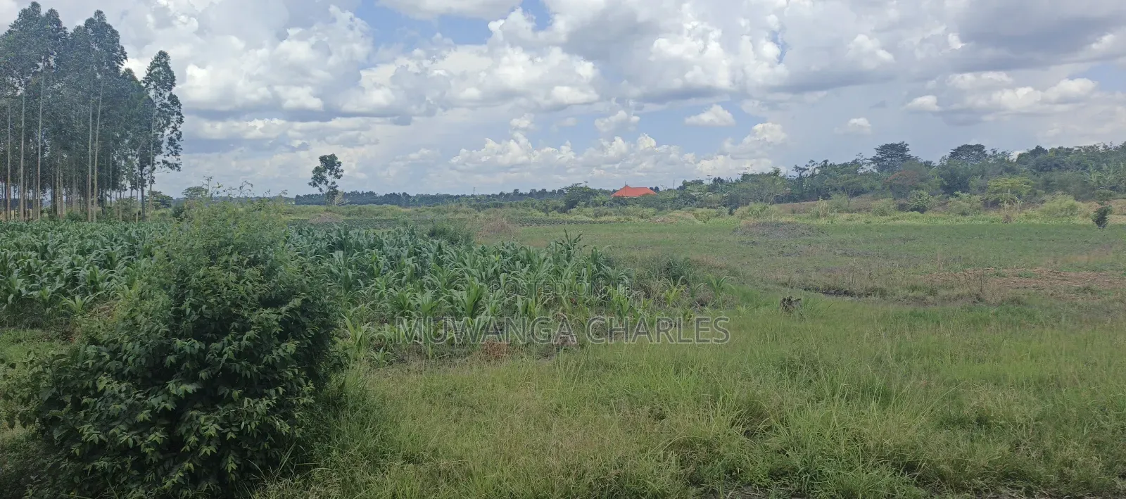 40acres on Sale in Busika in Luwero / Luwero