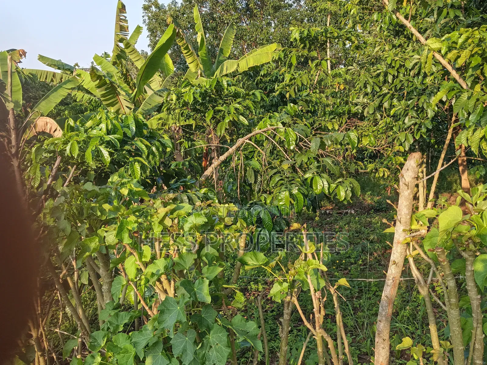 Farmland on Sale Located in Kyegegwa in Kyenjojo