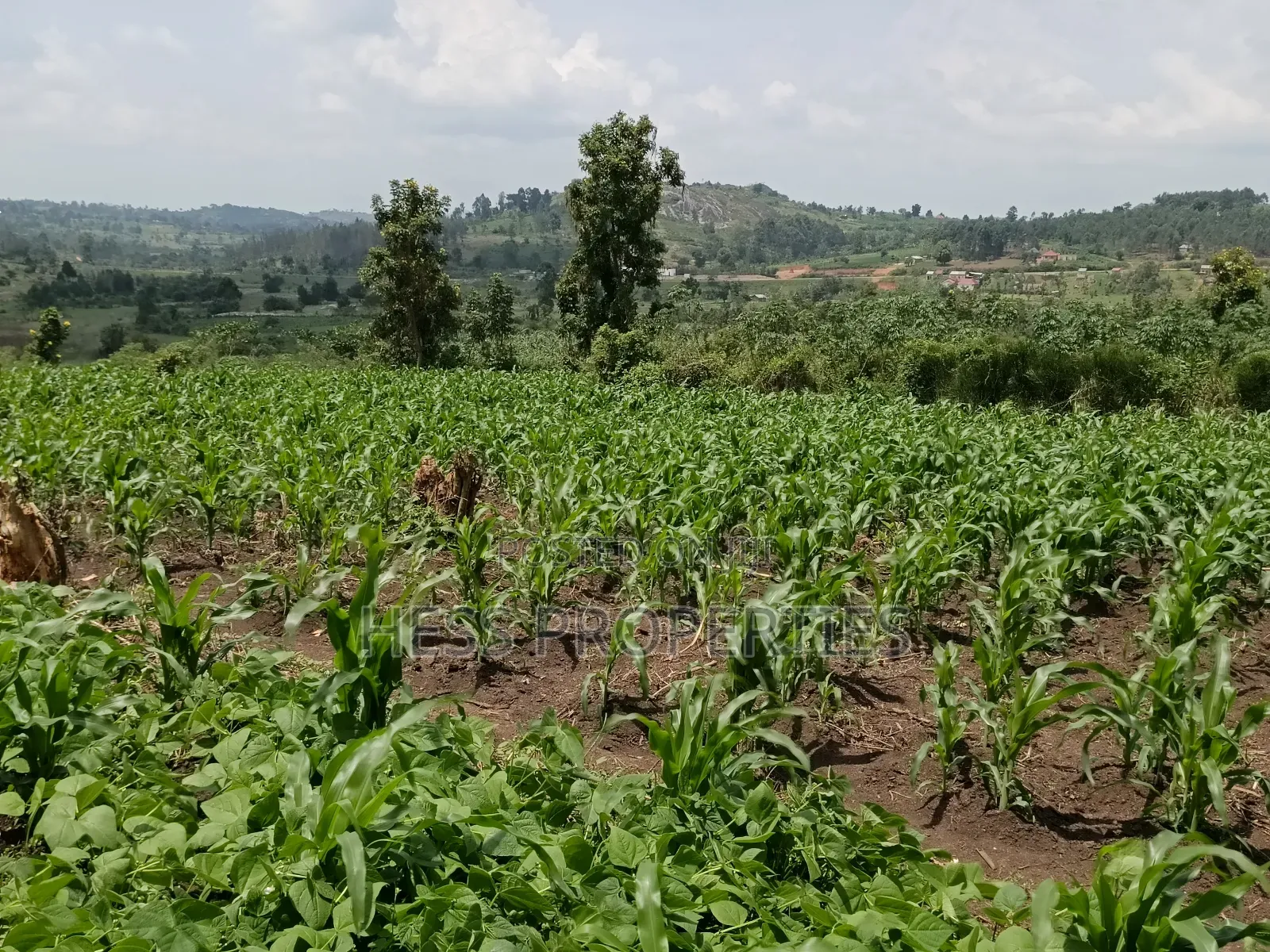 Agricultural Land on Sale Located in Kyegegwa District in Kyenjojo