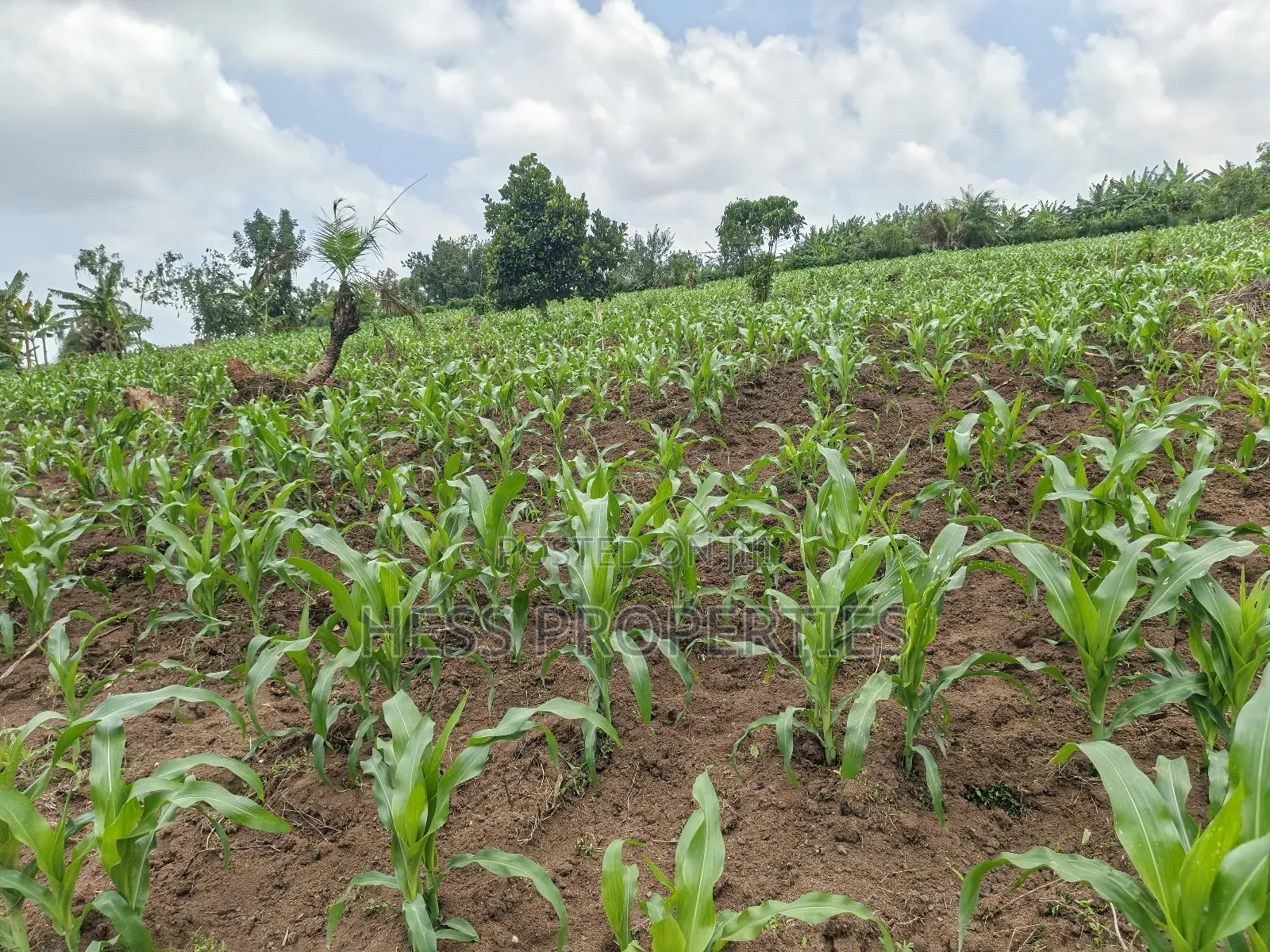 Agricultural Land on Sale Located in Kyegegwa District in Kyenjojo
