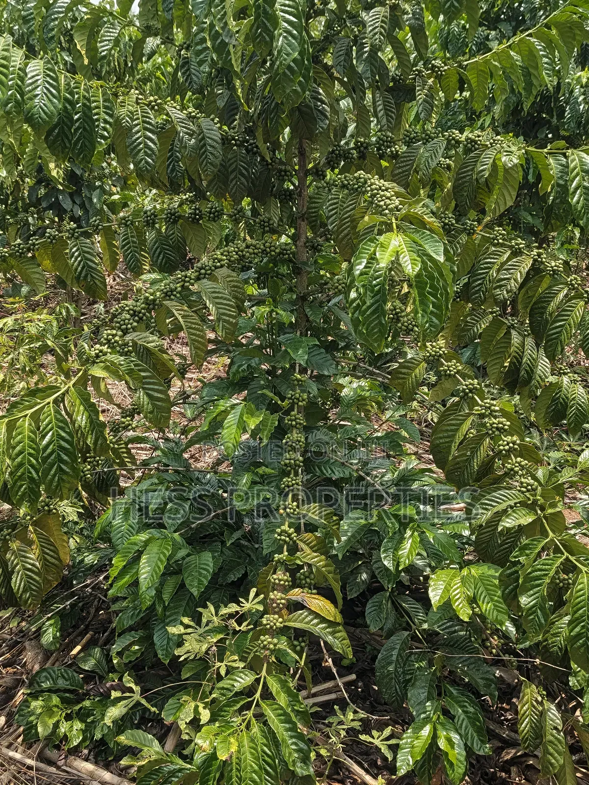Agricultural Land on Sale Located in Kyegegwa District in Kyenjojo
