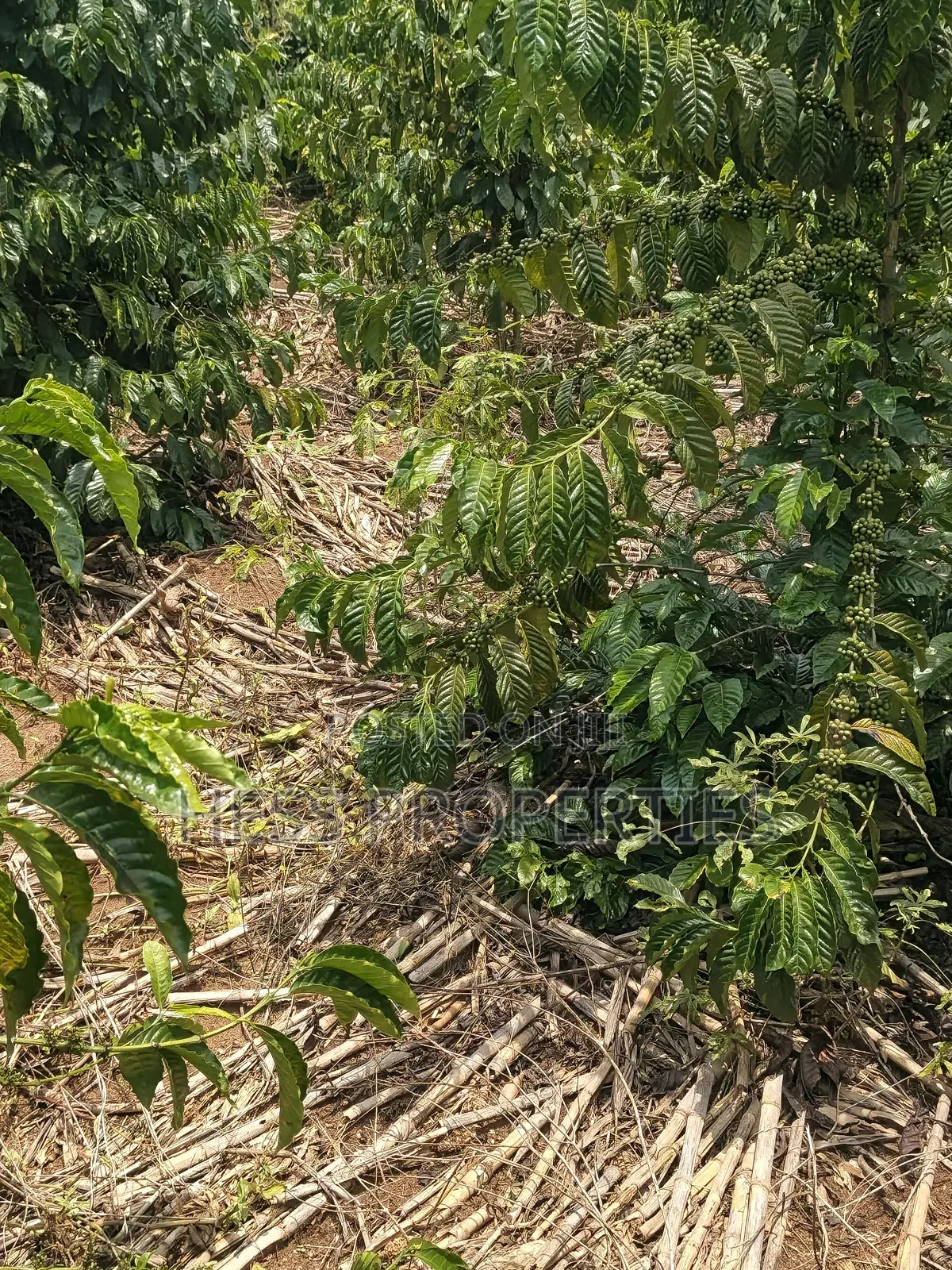 Agricultural Land on Sale Located in Kyegegwa District in Kyenjojo