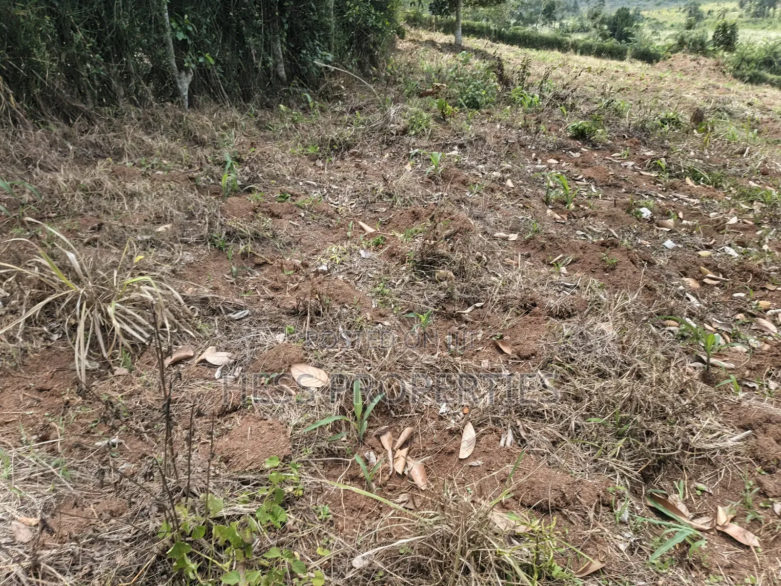 Agricultural Land on Sale Located in Kyegegwa District in Kyenjojo