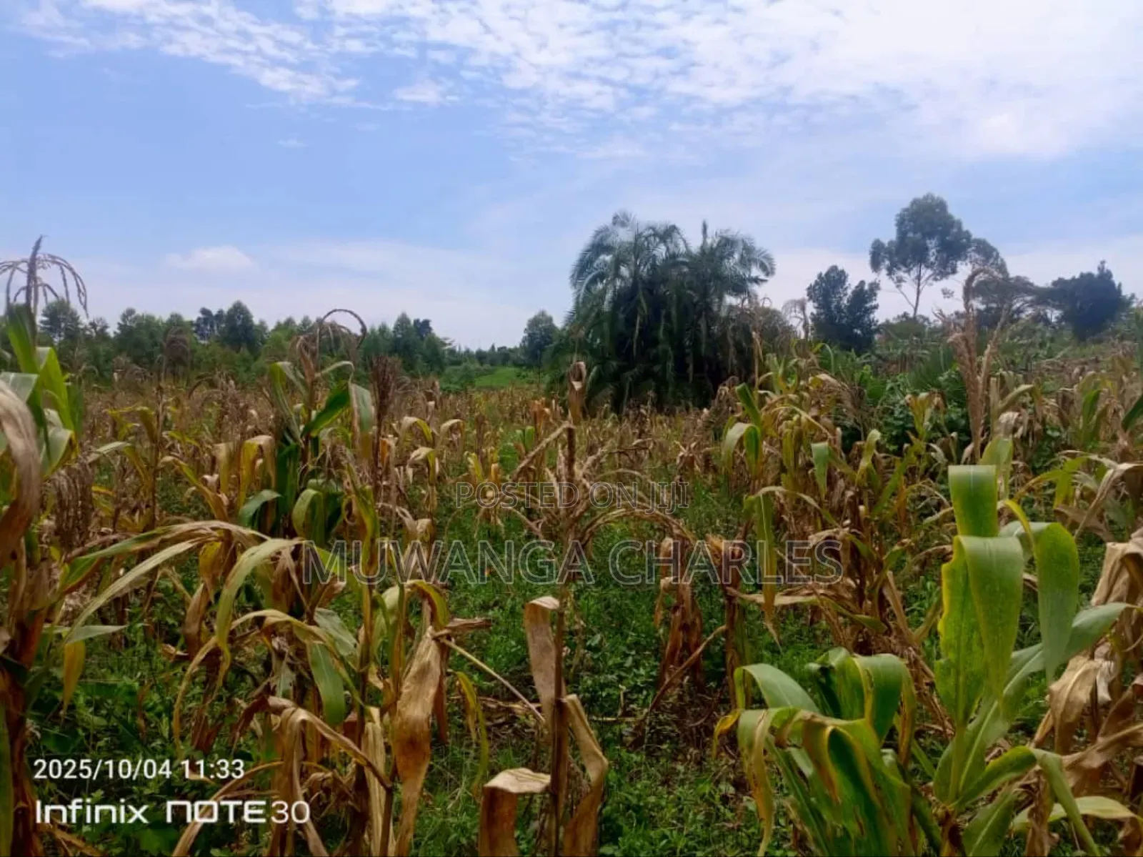 Land on Sale in Zirobwe Tongo in Zirobwe