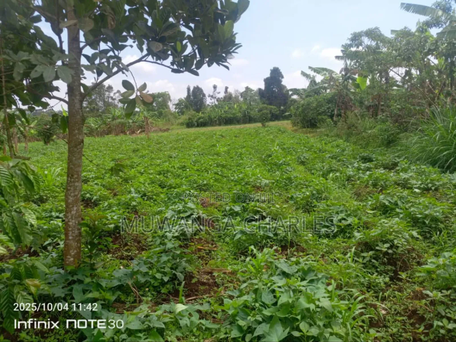 Land on Sale in Zirobwe Tongo in Zirobwe
