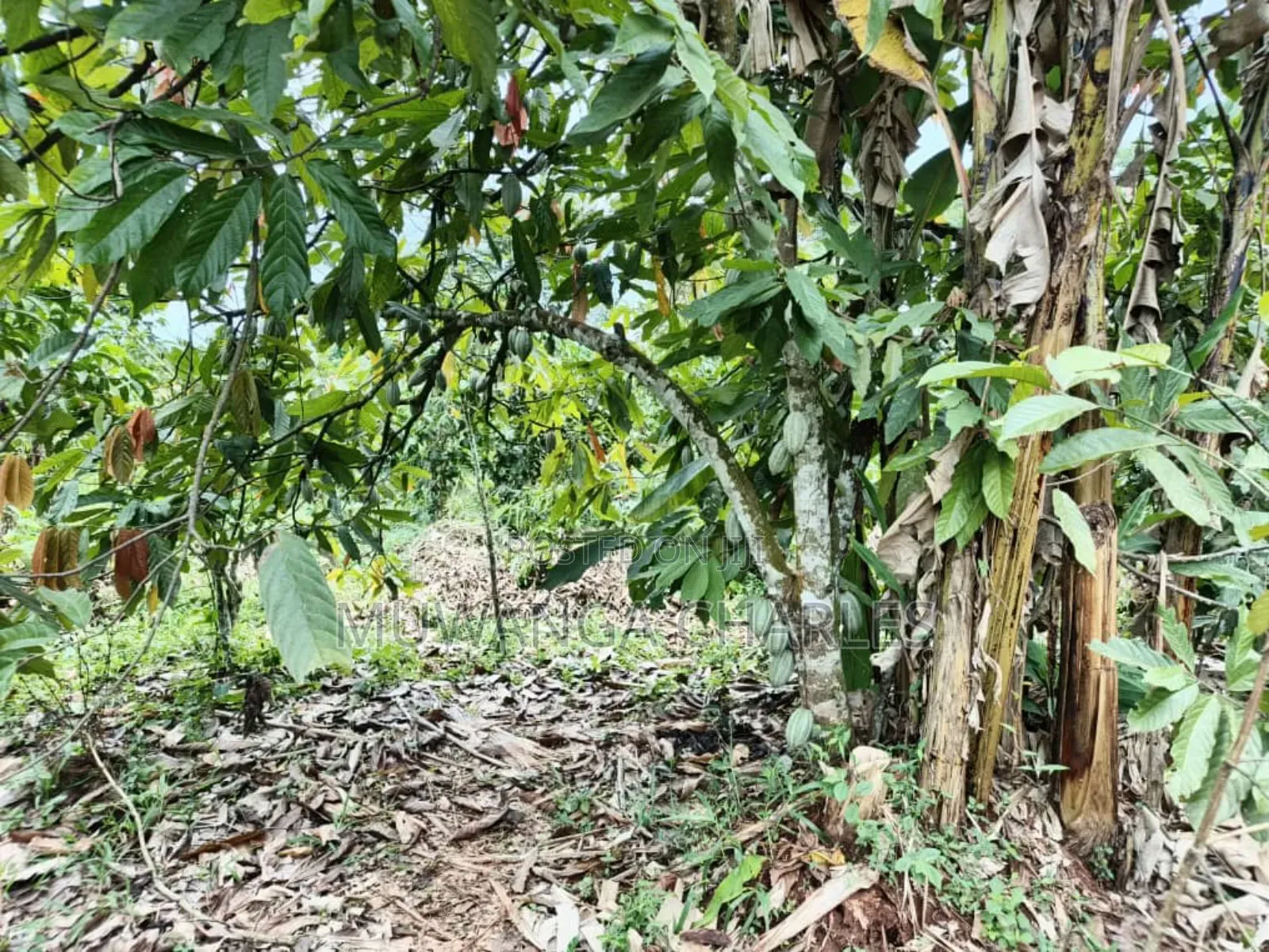 Land on Sale in Gayaza Road Janda in Luwero / Luwero