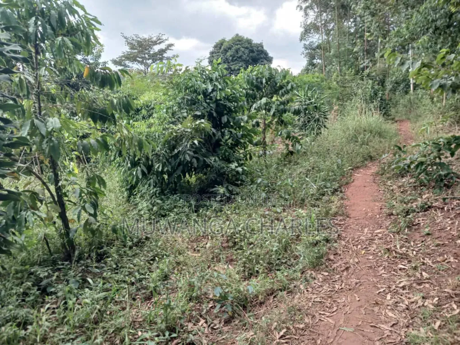Land for Sale in Kalule Bombo Road in Luwero / Luwero