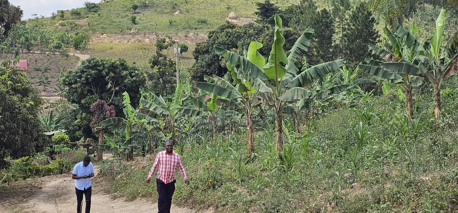 Looking for Farm Land _ Mityana Busunju in Kakiri