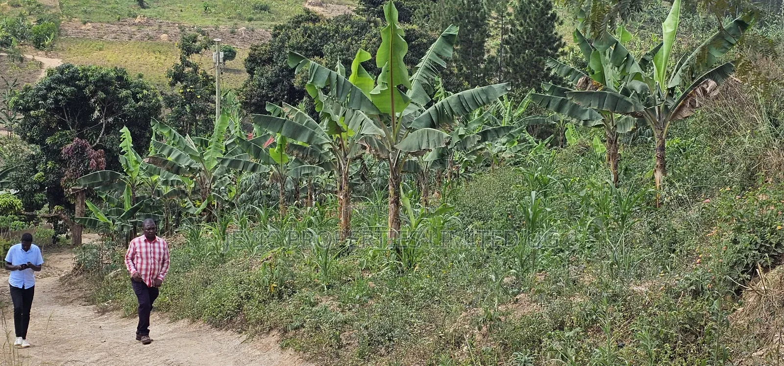 Looking for Farm Land _ Mityana Busunju in Kakiri