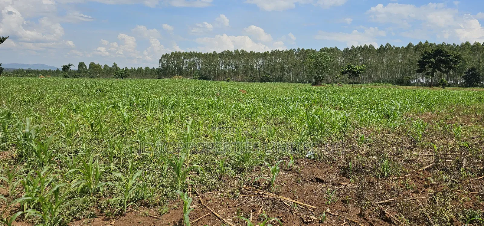 45 Acre Farm Land Sale at Kikyusa Luwero in Kakiri