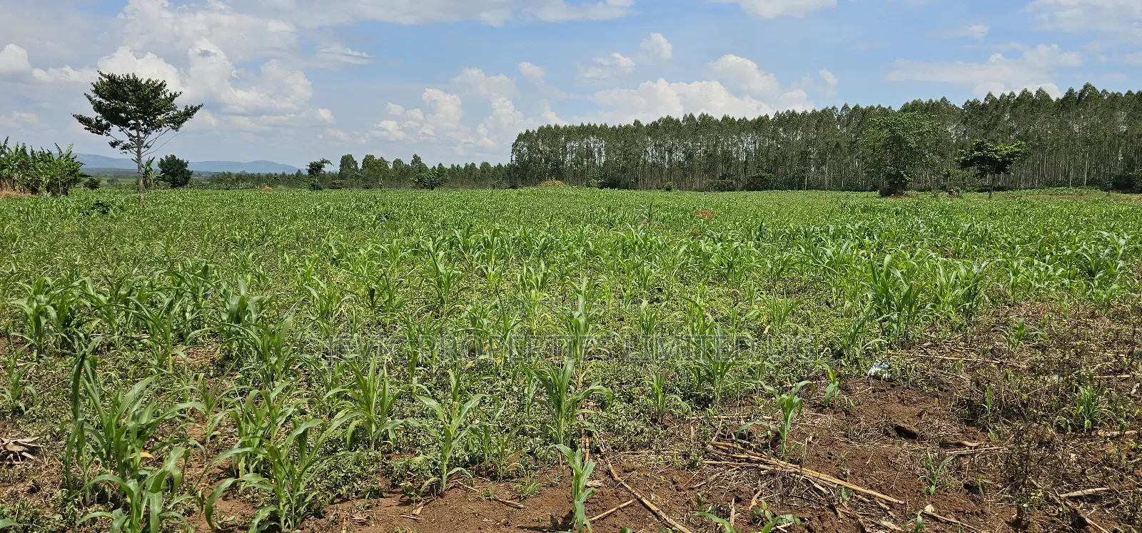 45 Acre Farm Land Sale at Kikyusa Luwero in Kakiri