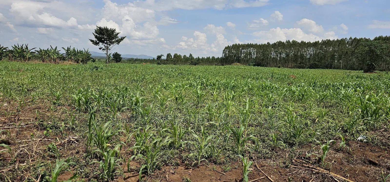 45 Acre Farm Land Sale at Kikyusa Luwero in Kakiri
