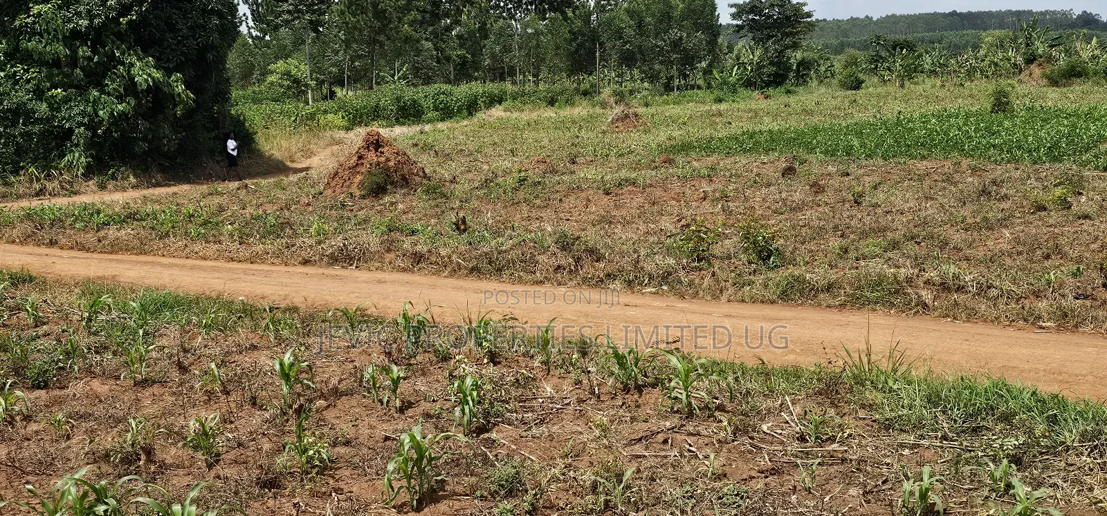 45 Acre Farm Land Sale at Kikyusa Luwero in Kakiri