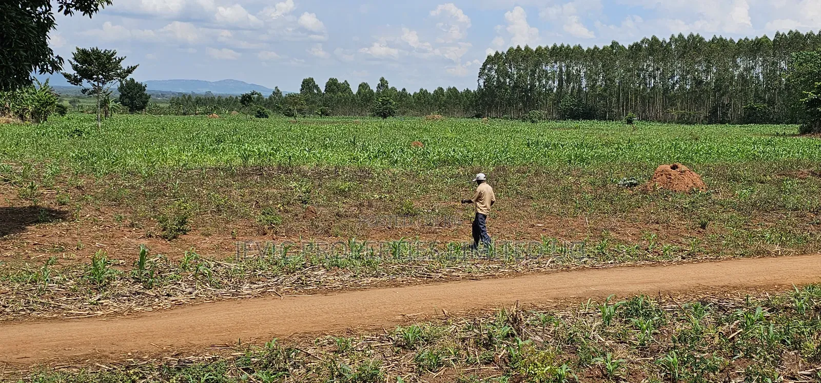 45 Acre Farm Land Sale at Kikyusa Luwero in Kakiri