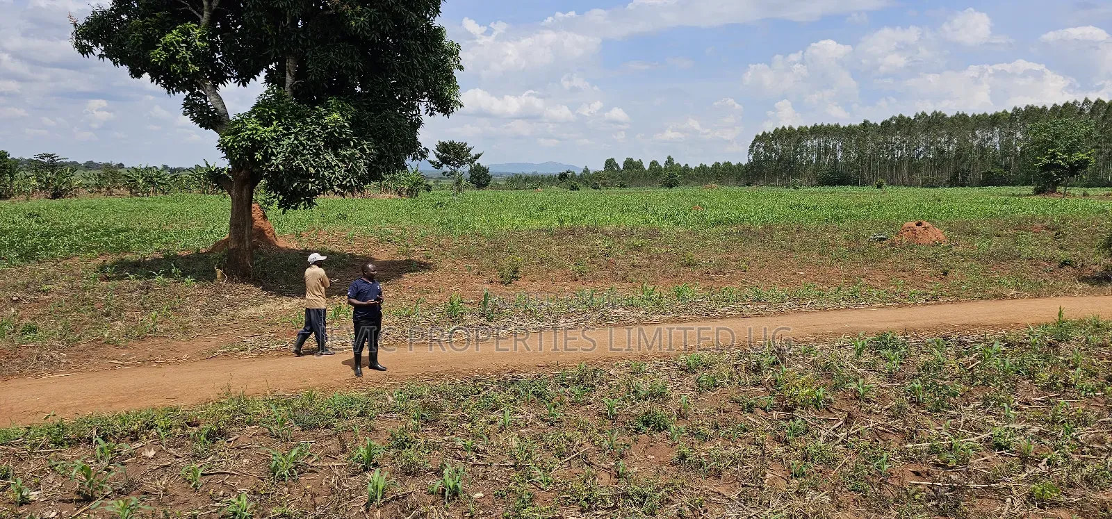 You Need Acres ,Get These 45 Acres at Kikyusa Wobulenzi in Kakiri