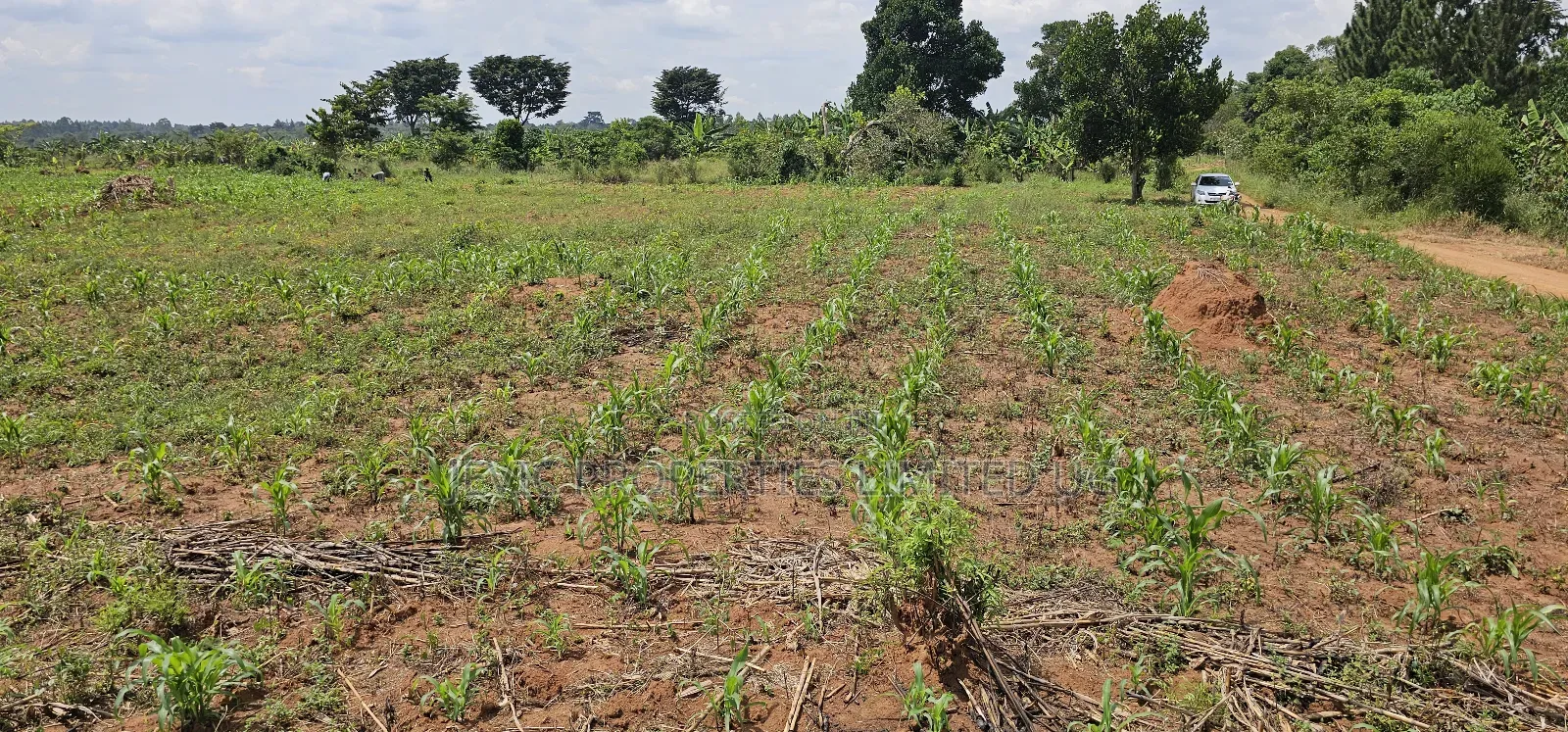 You Need Acres ,Get These 45 Acres at Kikyusa Wobulenzi in Kakiri
