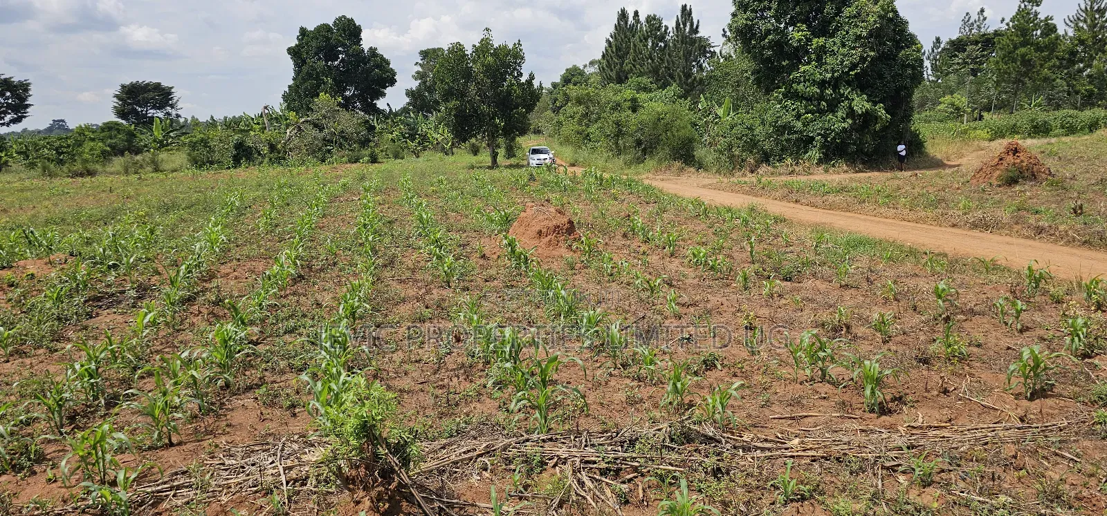 You Need Acres ,Get These 45 Acres at Kikyusa Wobulenzi in Kakiri