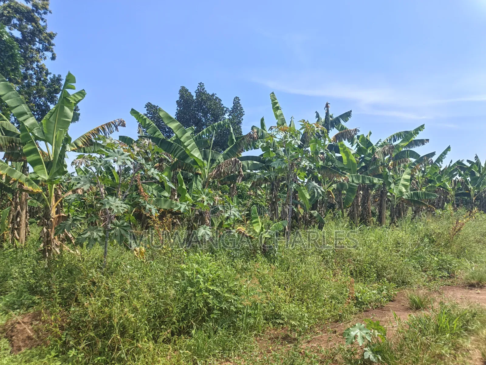 5acres of Land on Quick Sale in Janda Zirobwe Road in Luwero / Luwero