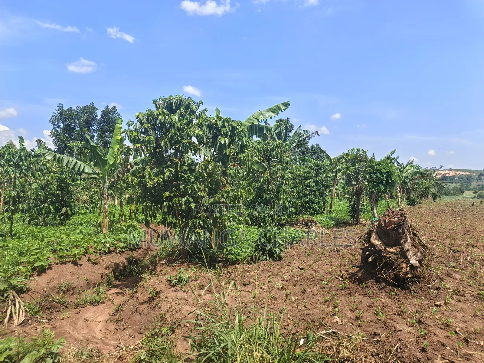 5acres of Land on Quick Sale in Janda Zirobwe Road in Luwero / Luwero