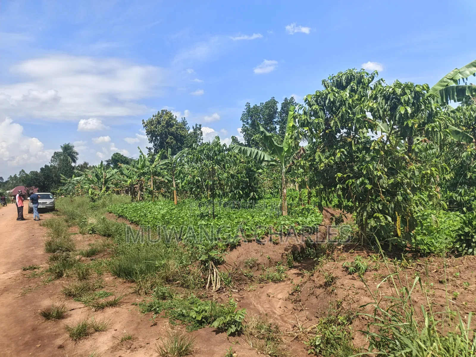 5acres of Land on Quick Sale in Janda Zirobwe Road in Luwero / Luwero