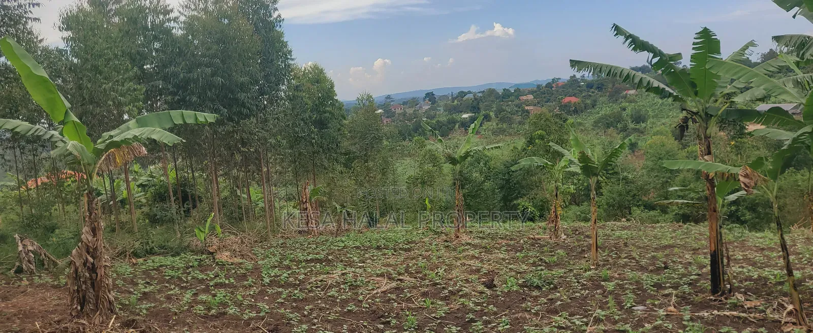 19 Decimals for Sale Before Kalule Town It's Hill With a Good View in Bombo TC