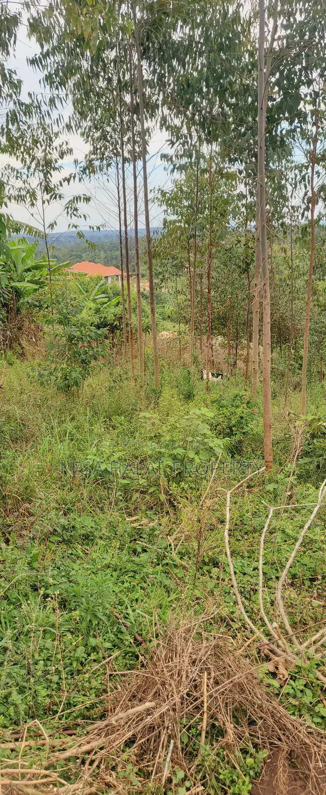 19 Decimals for Sale Before Kalule Town It's Hill With a Good View in Bombo TC