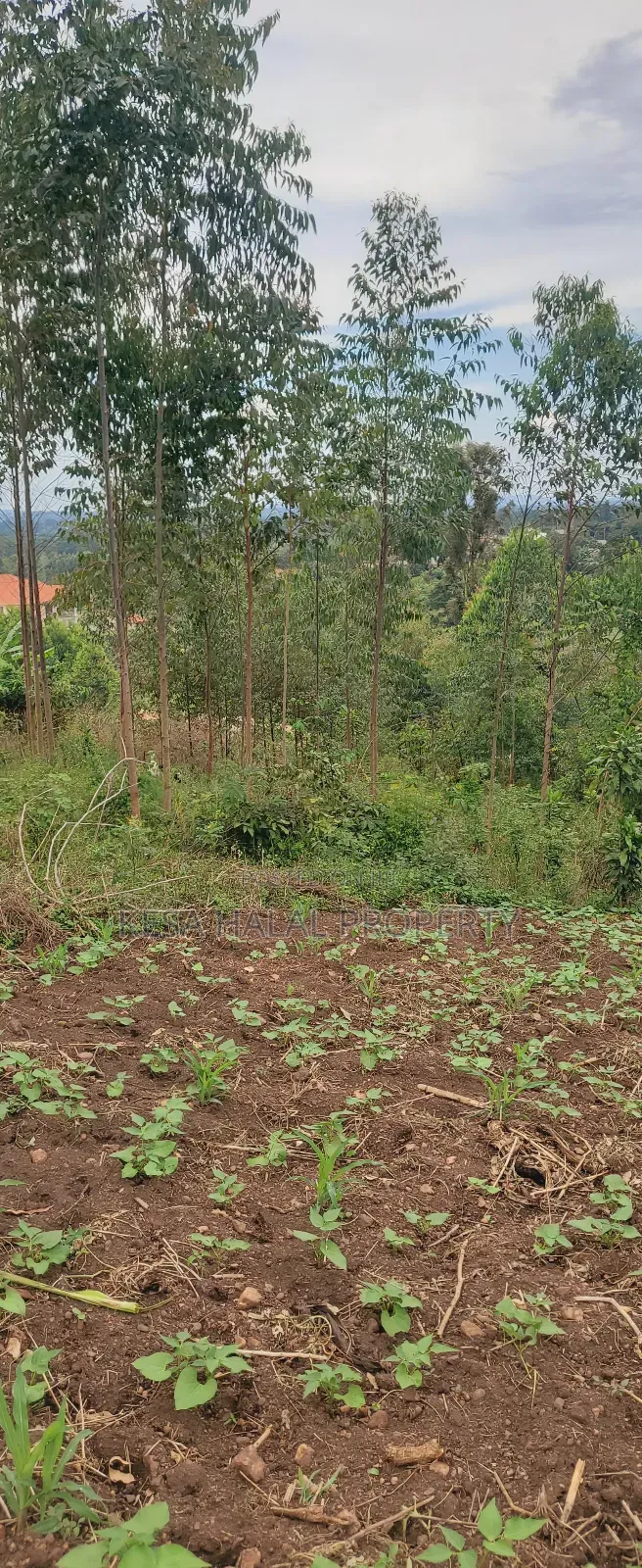 19 Decimals for Sale Before Kalule Town It's Hill With a Good View in Bombo TC
