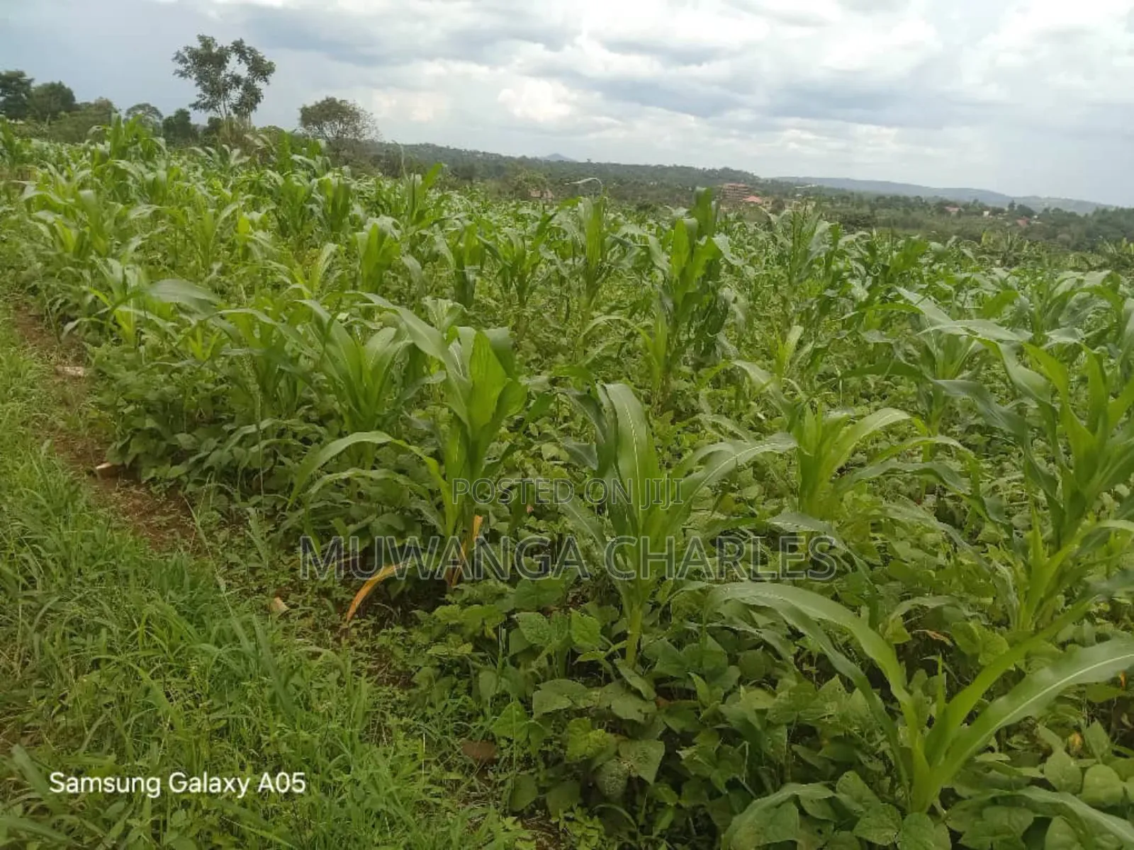 4acres of Land on Quick Sale in Nakasajja in Kyampisi