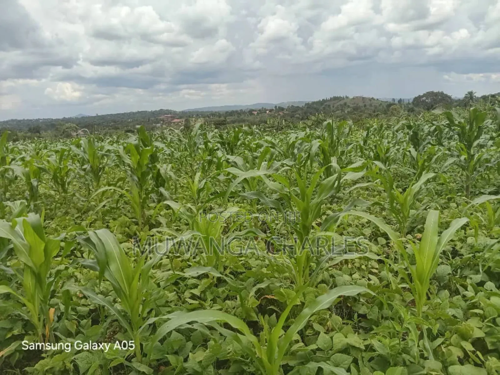 4acres of Land on Quick Sale in Nakasajja in Kyampisi
