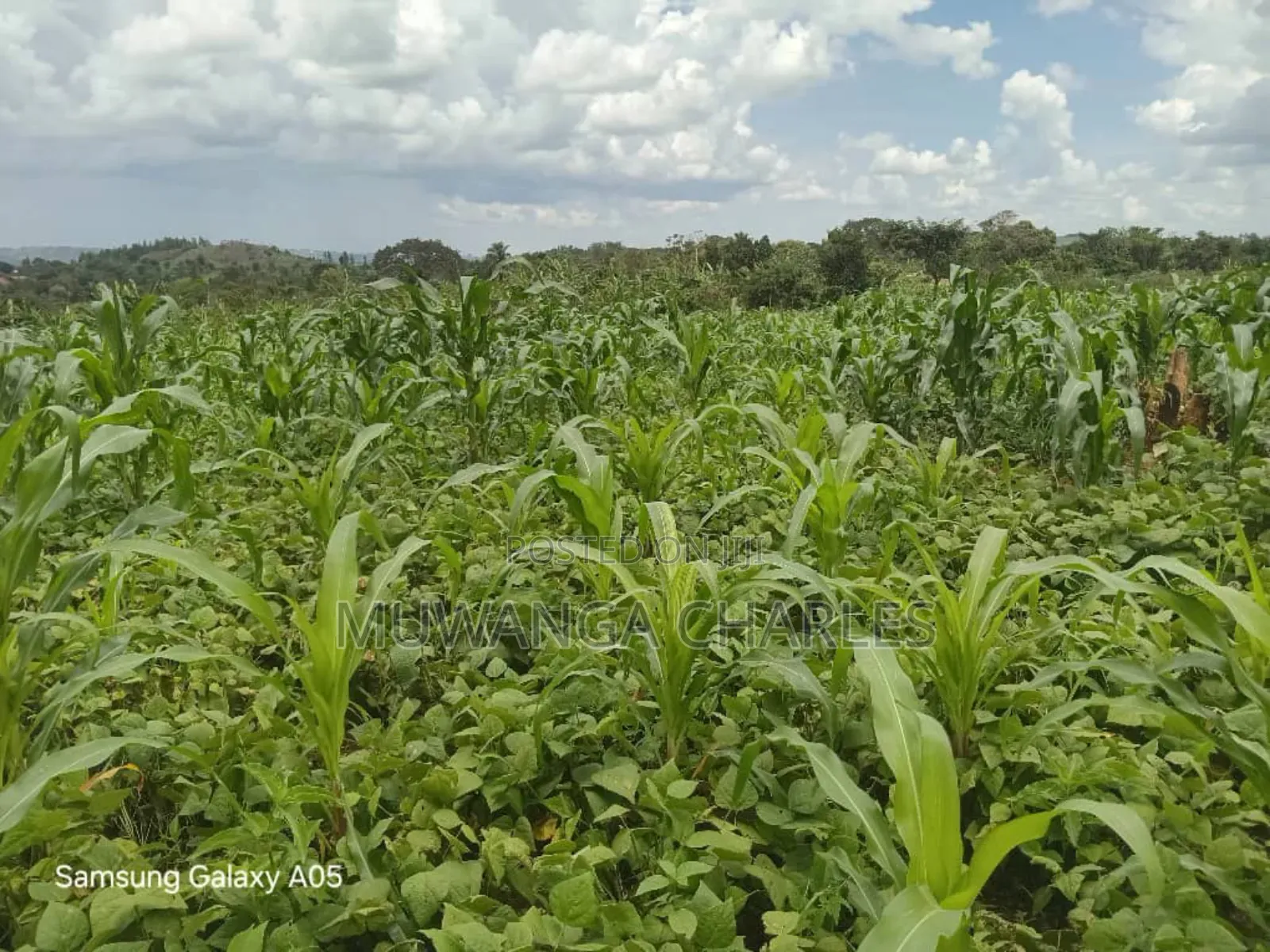 4acres of Land on Quick Sale in Nakasajja in Kyampisi