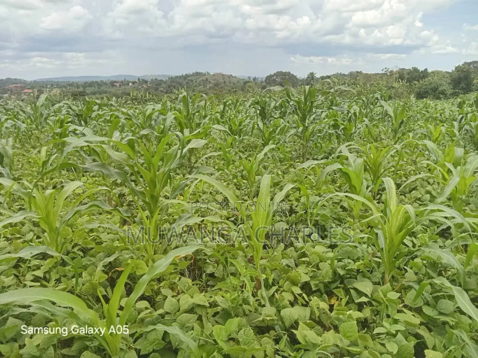 4acres of Land on Quick Sale in Nakasajja in Kyampisi
