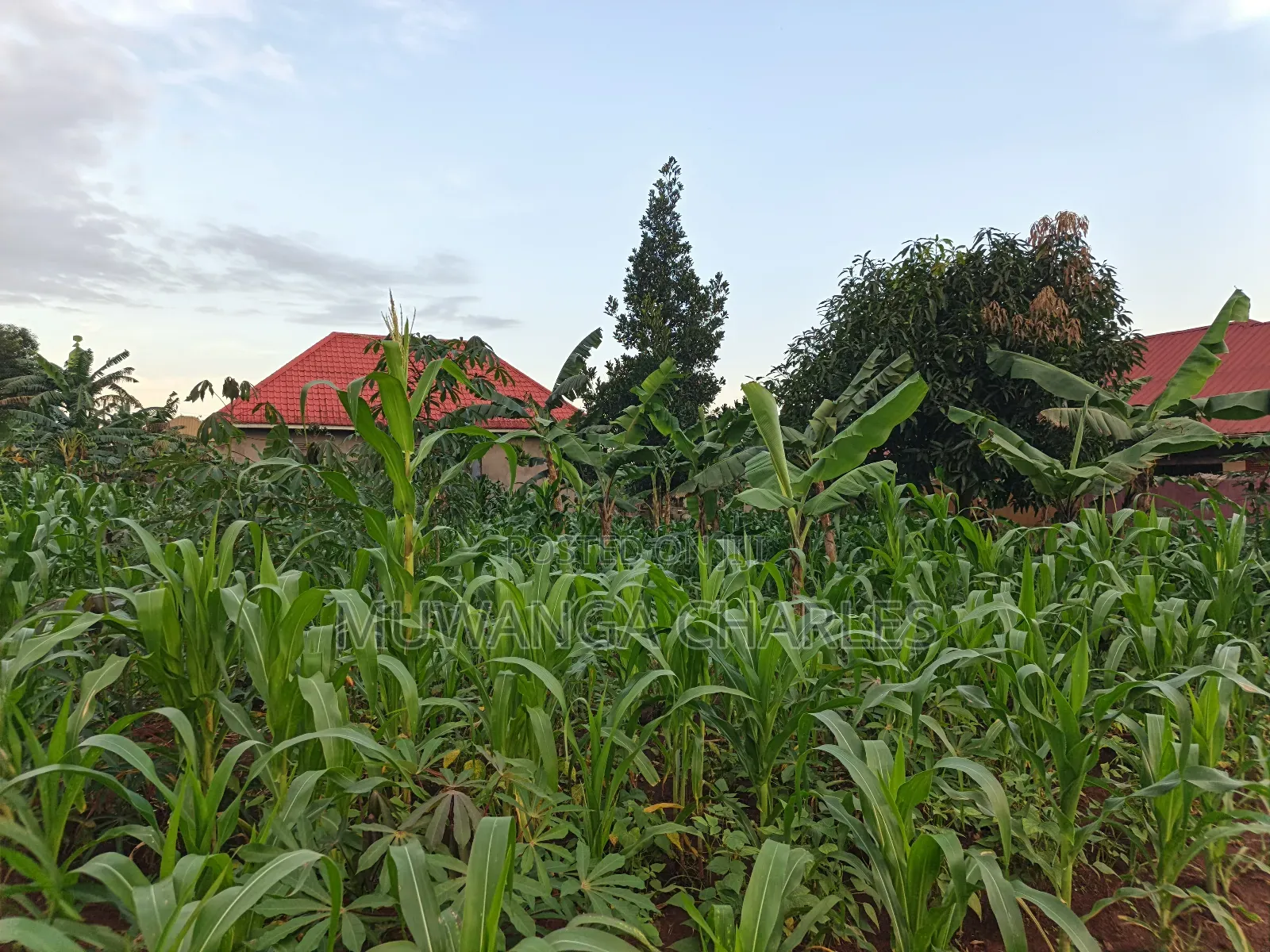 100by50ft on Quick Sale in Gayaza 2 in Division B