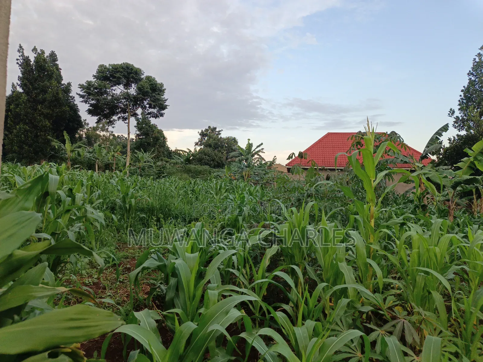 100by50ft on Quick Sale in Gayaza 2 in Division B