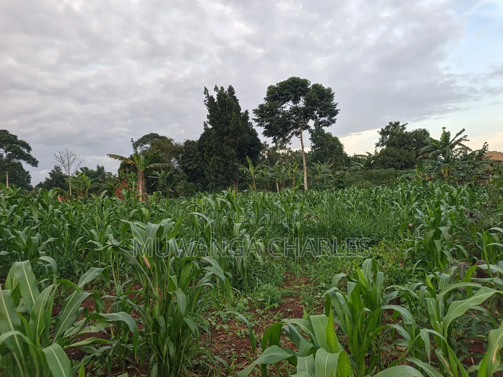 100by50ft on Quick Sale in Gayaza 2 in Division B
