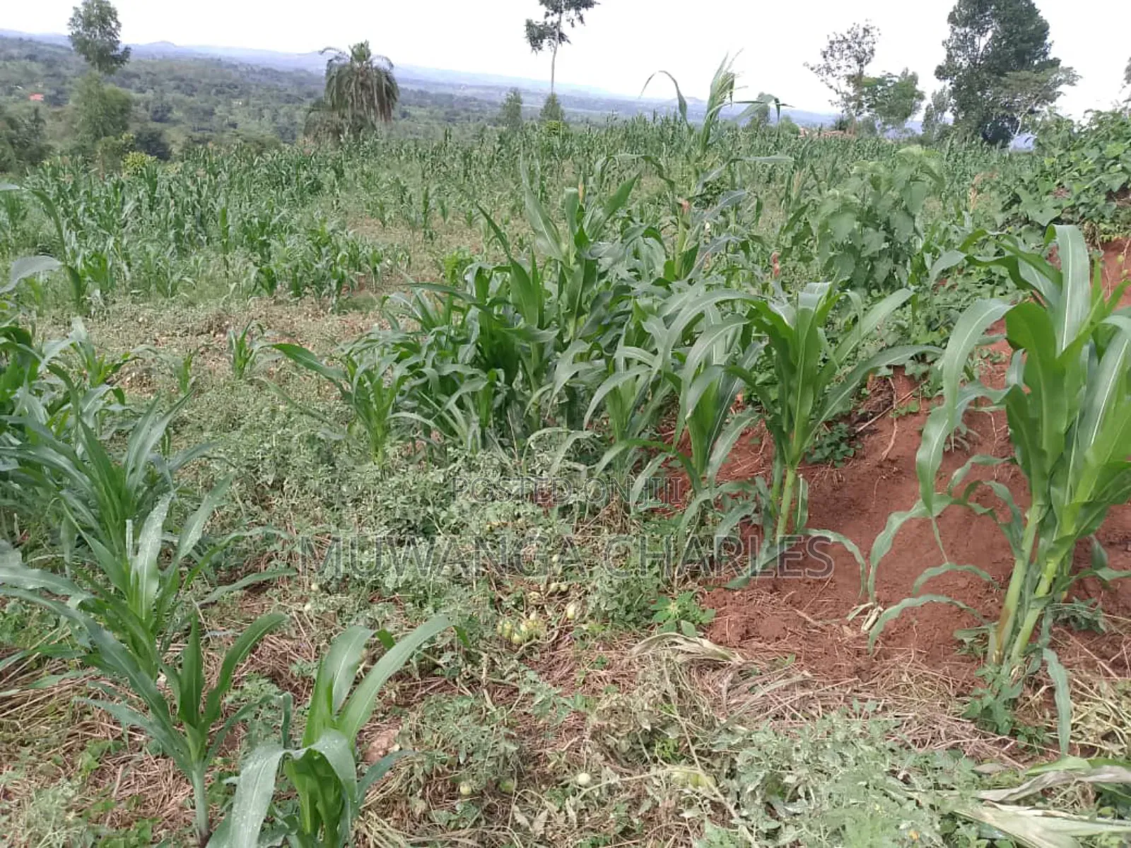Plot on Quick Sale in Buwate in Division B