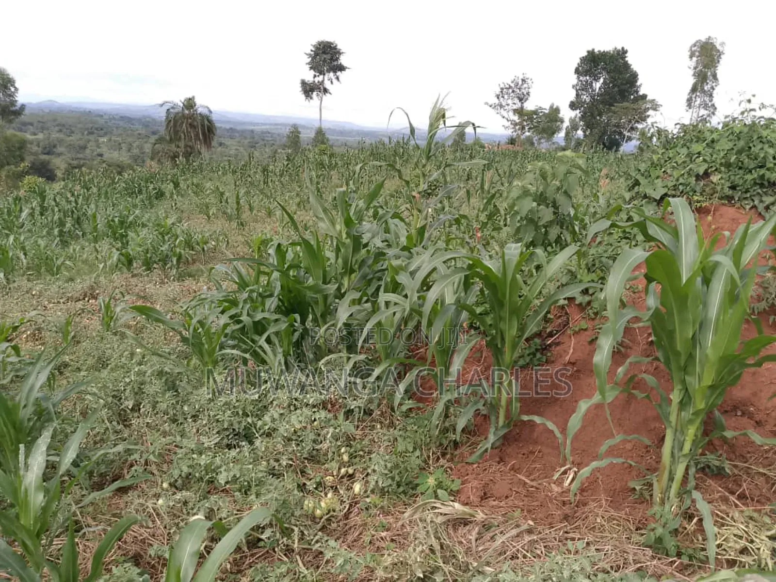 Plot on Quick Sale in Buwate in Division B