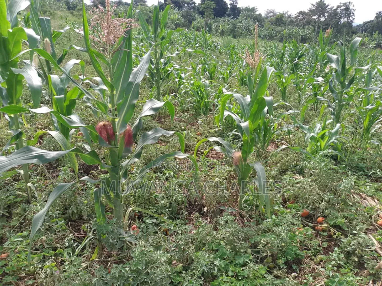 Plot on Quick Sale in Buwate in Division B