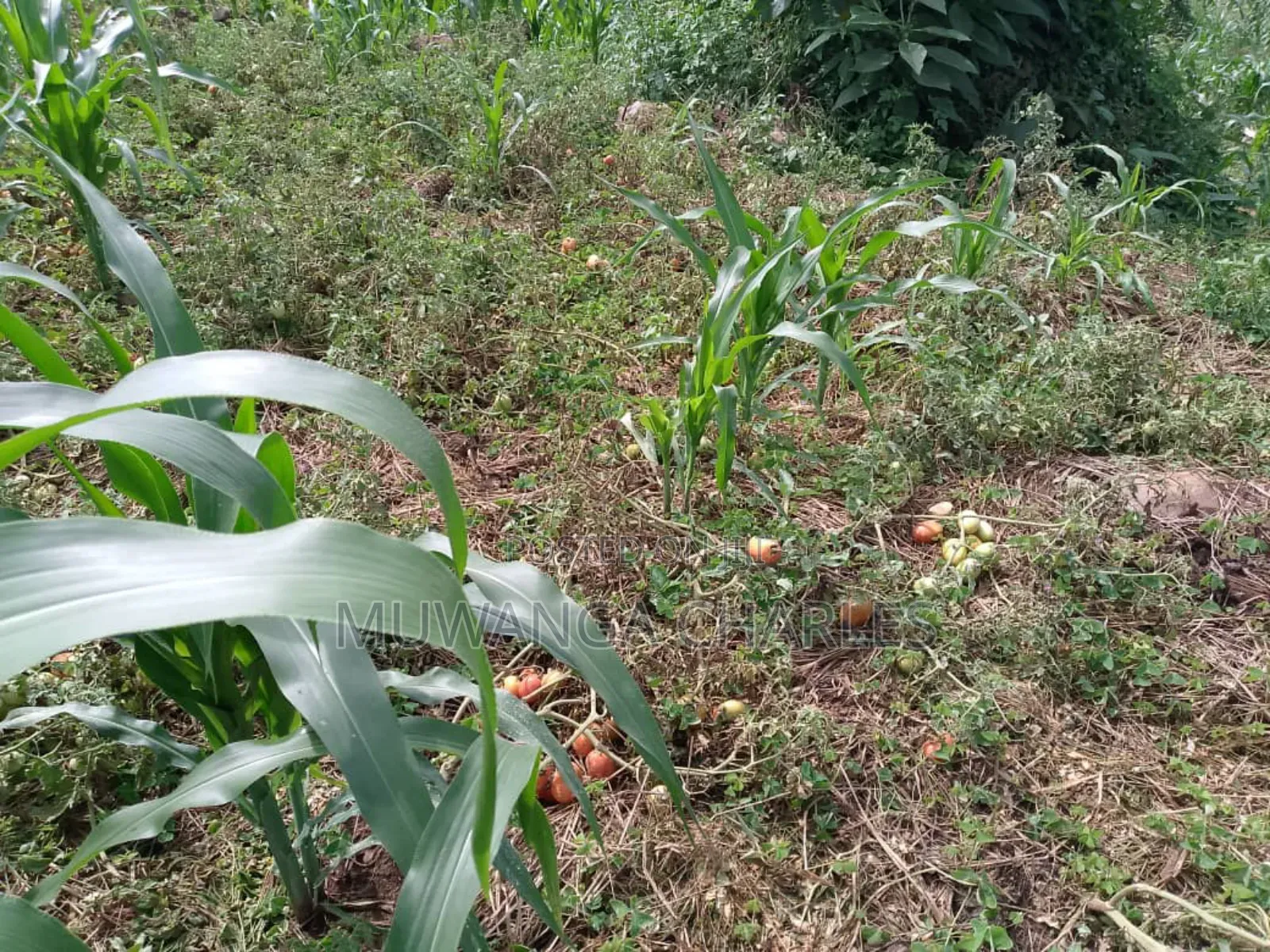 Plot on Quick Sale in Buwate in Division B
